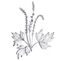 Icon representing Black Cohosh.