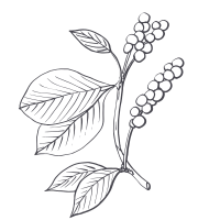 Icon representing Schisandra Berry.